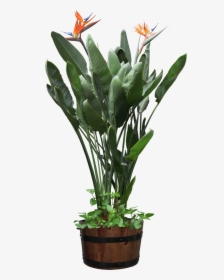 Beautiful Transparent Plants Potted Png - Potted Plant Transparent Png, Png Download, Transparent PNG
