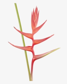 Heliconia, HD Png Download, Transparent PNG
