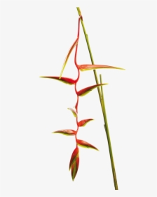 Heliconia - Heliconia Sexy Scarlet, HD Png Download, Transparent PNG