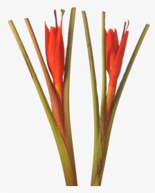 Musa Coccinea, HD Png Download, Transparent PNG