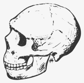 Clip Art Black And White Skeleton - Black And White Clipart Human Skull, HD Png Download, Transparent PNG