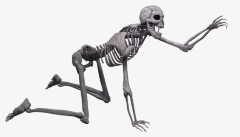 Full Body Skeleton Png Picture - Skeleton Transparent, Png Download, Transparent PNG