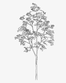 Transparent White Tree Png - Silver Birch Tree Cad, Png Download, Transparent PNG