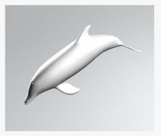 Dolphin 3ds Max Model - Common Bottlenose Dolphin, HD Png Download, Transparent PNG