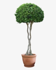 Plant Tree Png 9 Png Images - Street Plant Png, Transparent Png, Transparent PNG