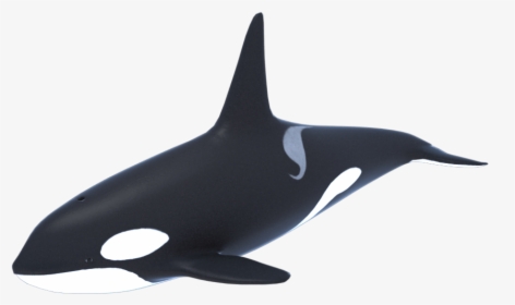 Killer Whale Orca 3d Model 1a - Whale 3d Png, Transparent Png, Transparent PNG