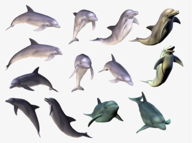 Dolphin Tricks Png Hd, Transparent Png, Transparent PNG