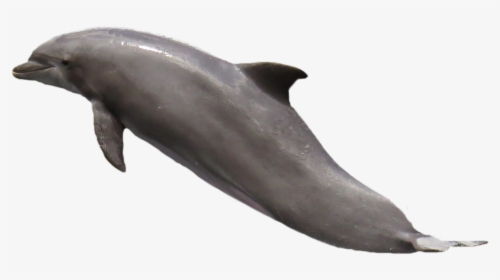 Dolphin - Transparent Background Dolphin Png, Png Download, Transparent PNG