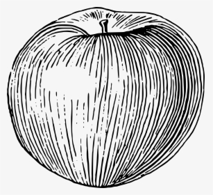 Drawing Apple Big - Apple Line Drawing Png, Transparent Png, Transparent PNG
