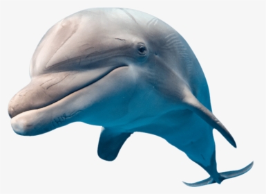 Jump In Water To Witness The World S Biggest Migration - Common Bottlenose Dolphin, HD Png Download, Transparent PNG