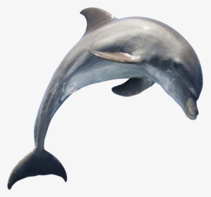 Common Bottlenose Dolphin Short-beaked Common Dolphin - Dolphin Transparent Background, HD Png Download, Transparent PNG