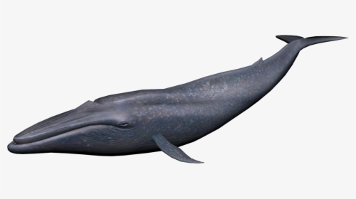 Blue Whale Transparent Background, HD Png Download, Transparent PNG