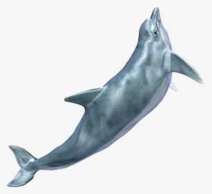 Whale Png - Dolphins No Background, Transparent Png, Transparent PNG
