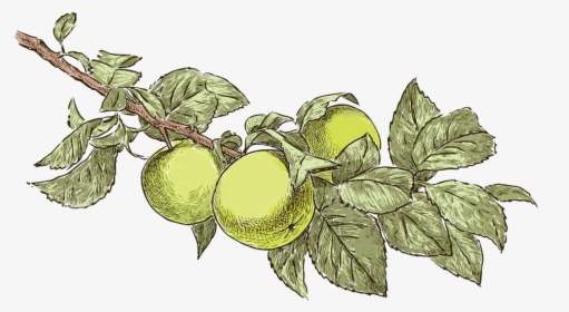 Apple Tree Drawing - Apple Tree Leaf Drawing, HD Png Download, Transparent PNG