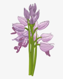Lavender Clipart Orchid Flower - Bunga Anggrek Bulan Vektor, HD Png Download, Transparent PNG