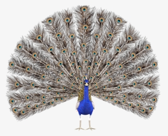 Peacock Feather Krishna Png - Peacock Render, Transparent Png, Transparent PNG