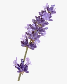 English Lavender French Lavender Flower - Lavender Png, Transparent Png, Transparent PNG