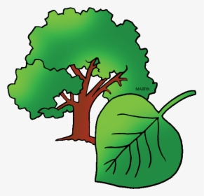 Free United States Clip Art By Phillip Martin, State - Kansas State Tree Transparent, HD Png Download, Transparent PNG