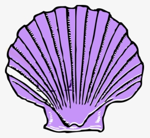 Clam Seashell Clip Art - Shell Clip Art, HD Png Download, Transparent PNG