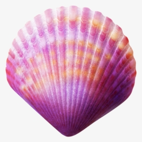 Seashell Purple Clip Art - Sea Shell Png, Transparent Png, Transparent PNG