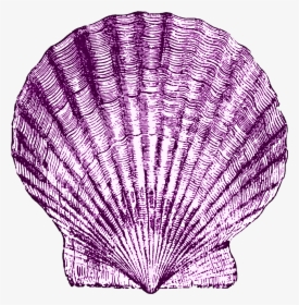 Shell Art, Sea Shells, Nautical, Clip Art, Navy Marine, - Scallop, HD Png Download, Transparent PNG