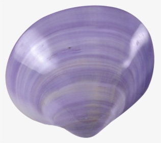 Transparent Purple Seashell Png - Purple Seashell Transparent, Png Download, Transparent PNG