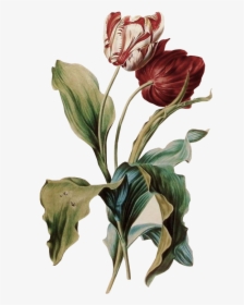 Tulipe Des Jardins Gerard Van Spaendonck, HD Png Download, Transparent PNG