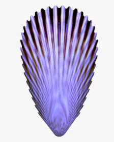 Seashell, HD Png Download, Transparent PNG