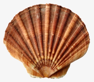 Seashell Png - Sea Shells, Transparent Png, Transparent PNG