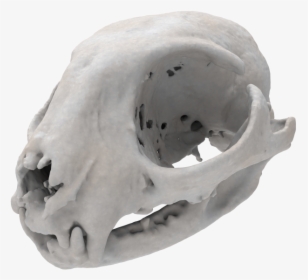Cat Skull - Skull, HD Png Download, Transparent PNG