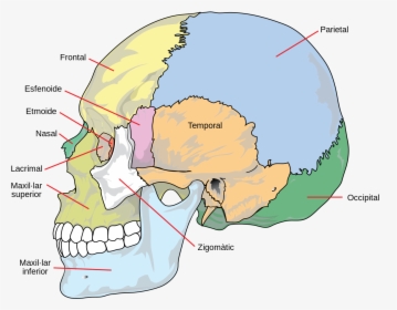 Different Parts Of Head, HD Png Download, Transparent PNG