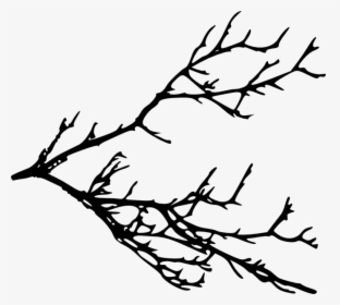 Free Png Tree Branches Silhouette Png Images Transparent - Clip Art Tree Branches, Png Download, Transparent PNG