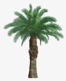 Tree Oil Palm Png, Transparent Png, Transparent PNG