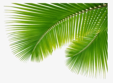 Palm Branch Png - Palm Leaves Png Transparent, Png Download, Transparent PNG
