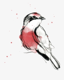 Pajaro Png , Png Download - Sketch, Transparent Png, Transparent PNG