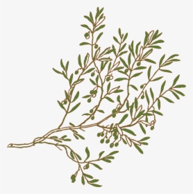 Mediterranean Clipart Olive Tree Branch - Olive Tree Branch Drawing, HD Png Download, Transparent PNG