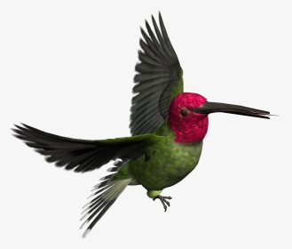 Birds Png Images Free Download Bird - Woodpecker Transparent, Png Download, Transparent PNG