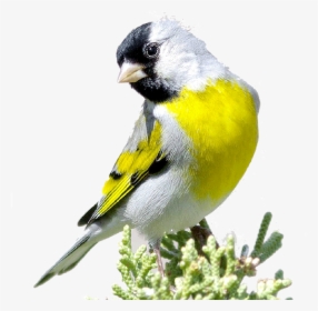 Yellow White And Black Bird, HD Png Download, Transparent PNG
