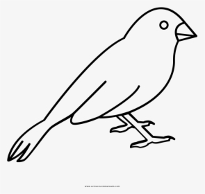 Pájaro Página Para Colorear - Canario Para Colorear, HD Png Download, Transparent PNG