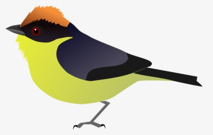 Yellow-breasted Brush Finch, HD Png Download, Transparent PNG
