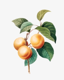 Transparent Arthas Png - Fruits In Watercolor Drawing, Png Download, Transparent PNG