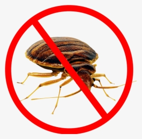 Bed Bug Png - Cockroach Control, Transparent Png, Transparent PNG