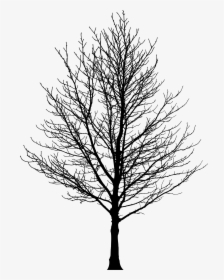 Tree Forest Sugar Maple Drawing Clip Art - Tree Without Leaves Png, Transparent Png, Transparent PNG