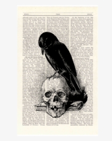 Raven With Skull Drawing, HD Png Download, Transparent PNG