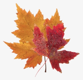 Fall Leaves Png Clipart - Transparent Background Fall Leaves, Png Download, Transparent PNG