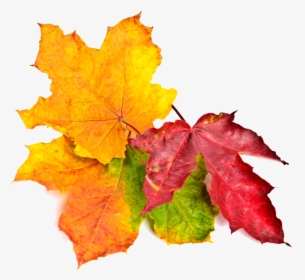 Fall Leaves - Maple Leaf, HD Png Download, Transparent PNG