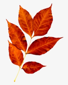 Fall Leaves Png, Fall Leaves Pictures, Leaf Flowers, - High Resolution Fall Leaves, Transparent Png, Transparent PNG