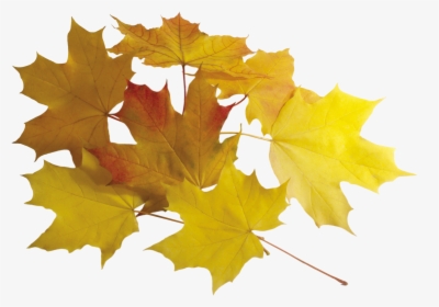 Autumn Leaf Png Image - Yellow Leaves Png, Transparent Png, Transparent PNG