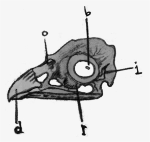 Birdo Png, Transparent Png, Transparent PNG