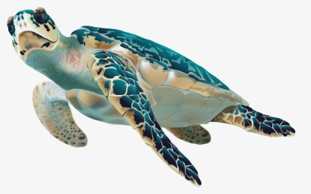 Transparent Sea Turtle Png, Png Download, Transparent PNG